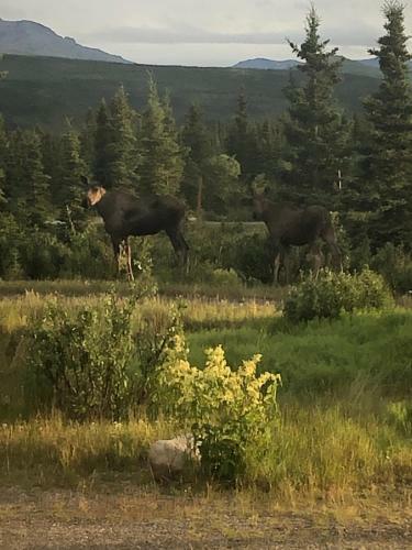 Motel Denali Park Hotel