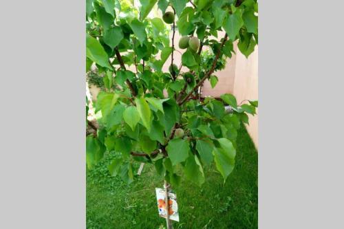 Villa Proven�ale Climatis�e Avec Piscine Priv�e