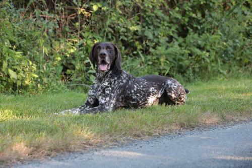 Bed & Breakfast Relais De Chasse La Chaignaie