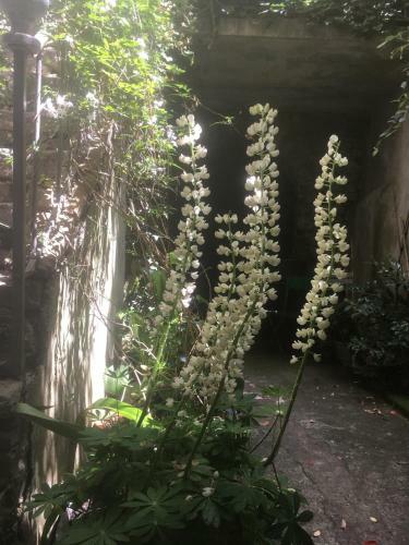 Bed & Breakfast Les Asphod�les