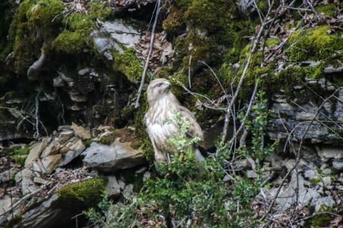 Le Refuge Des Marmottes