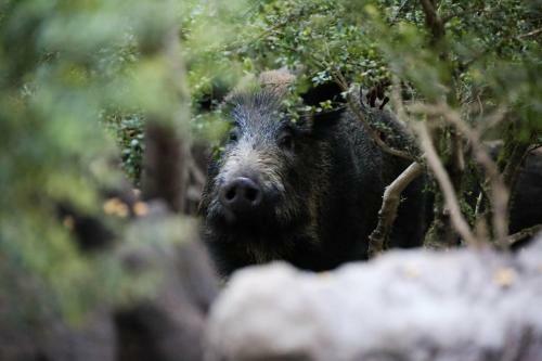Le Refuge Des Marmottes
