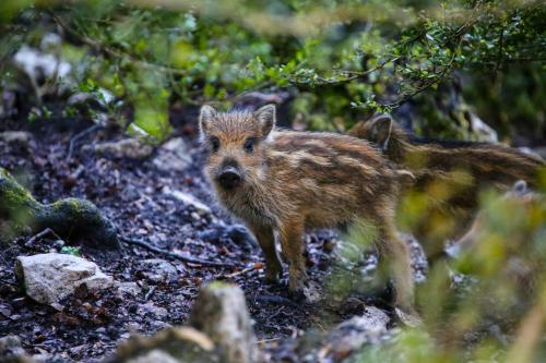 Le Refuge Des Marmottes