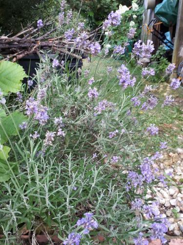 L?escale C�t� Jardin