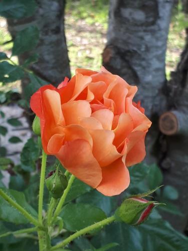 L?escale C�t� Jardin