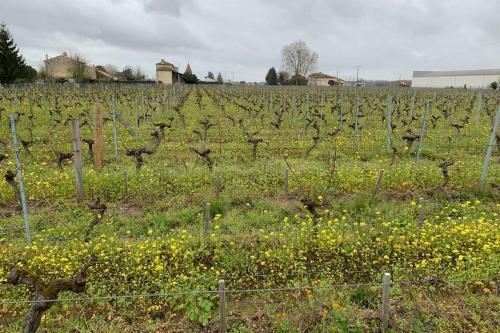 Ch�teau Roseyrol Proche Saint-emilion