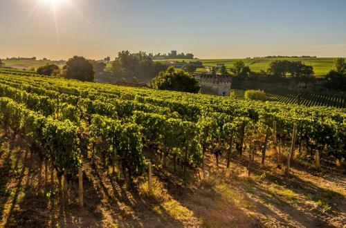 Domaine De Genevieve Des Vignes