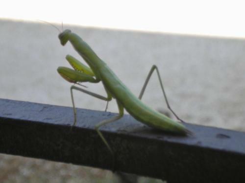 Le Saltre
