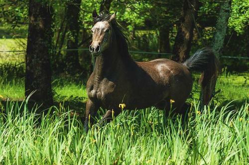 Bed & Breakfast Le Ranch Amadeus