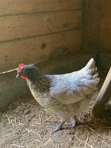 Bed & Breakfast Chez Mamylette