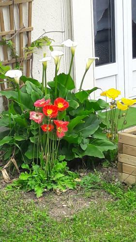 Apartamento Studio Les Coquelicots