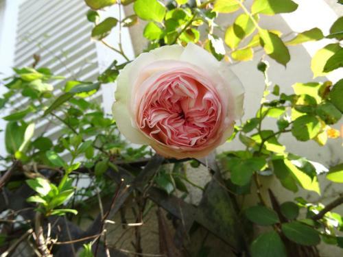 Bed & Breakfast L'escalier Des R�ves