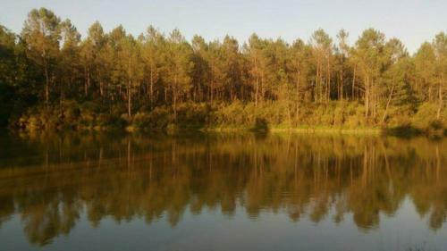 Cuckoo Lake Forest Cabin