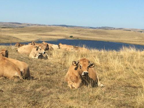 G�te Aux Portes D'aubrac