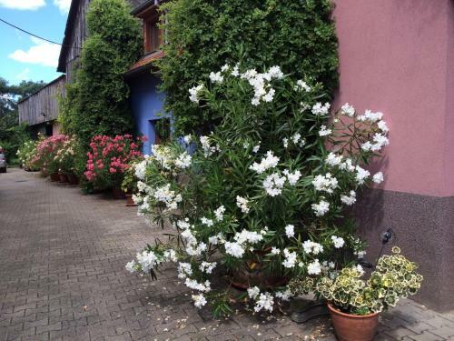 Apartamento Gite Du Rittersberg