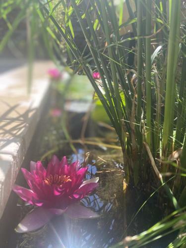 Les G�tes De La Fontaine De Jonquier