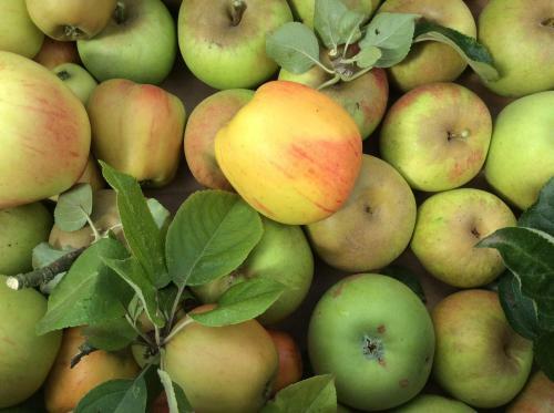 Tomates Cerises � La Ferme De Sorval