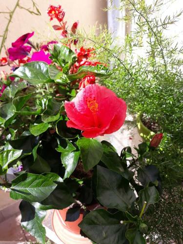 Apartamento Le Balcon
