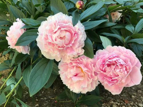 G�te De L'homme Blanc