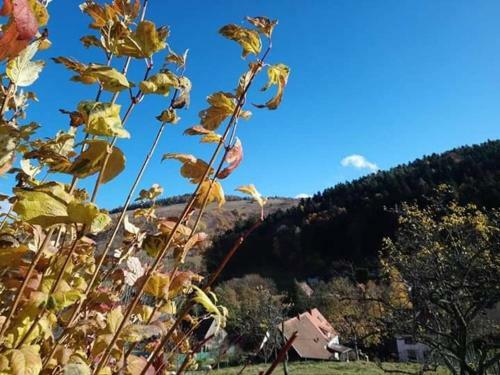 Apartamento Les Locations De St�phanie ,gite Le Verger