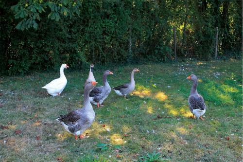 Bed & Breakfast Le Ch�ne Creux