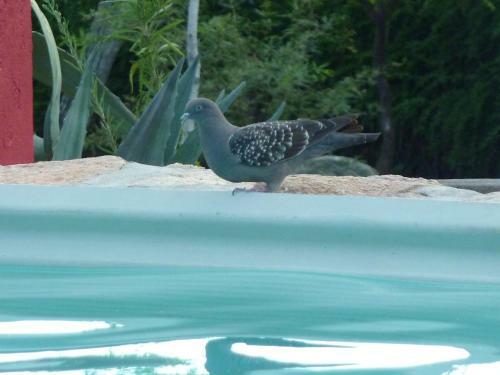 Lodge Domus-san Javier