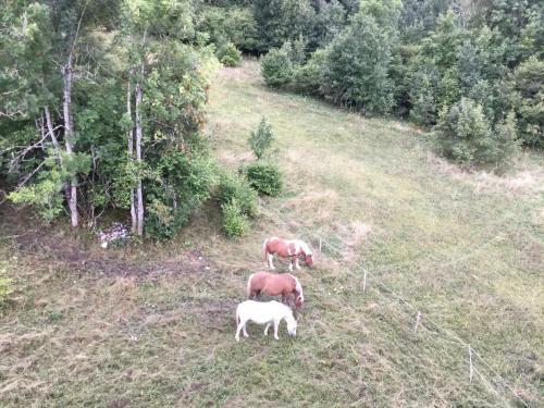 Apartamento L'ours Blanc