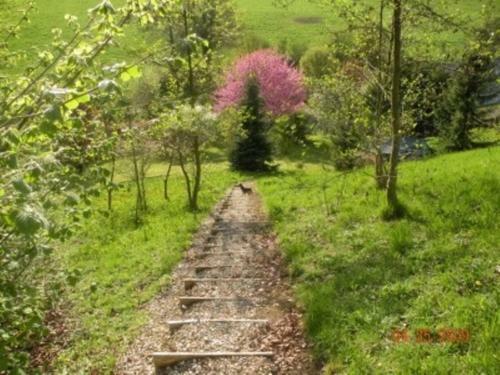 Les Orchidees Sauvages