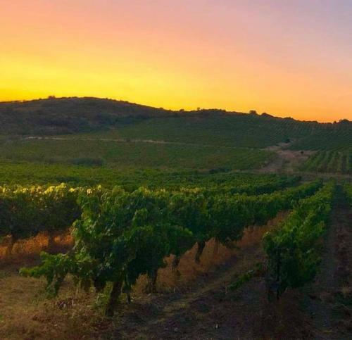 La Bodega, Petite Vigneronne Pleine De Charme