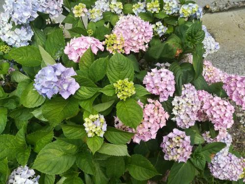 Le Clos Des Hortensias
