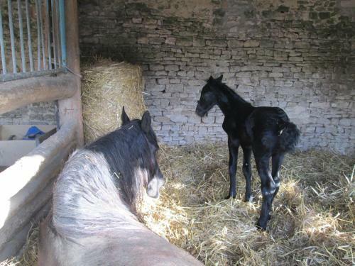 Gite � La Ferme De La Petite No� -