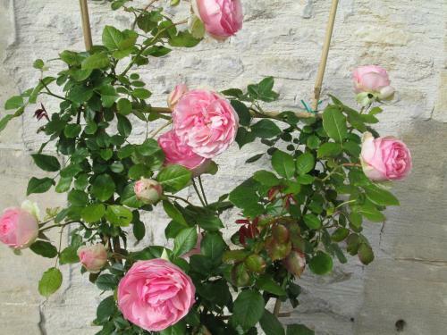 Gite � La Ferme De La Petite No� -