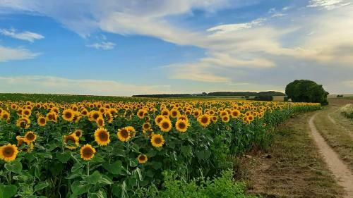 Tusson, Charente - Bed & Breakfast - Large King Room
