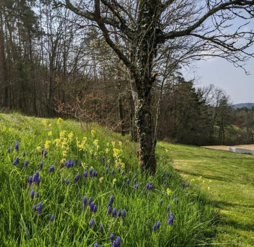 Bed & Breakfast Domaine De Fleurie