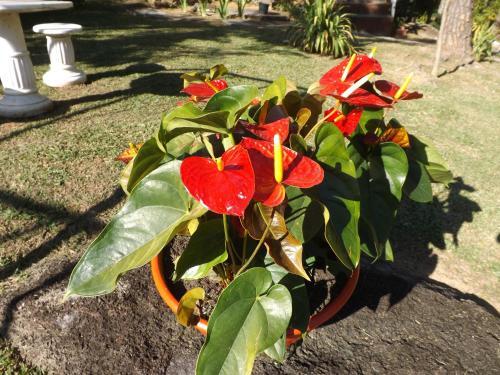 Hostal Pousada Quintal Das Pedras