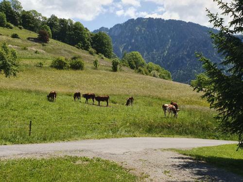 Apartamento Chalet Tante Emma