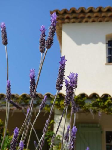 Bed & Breakfast Azurea