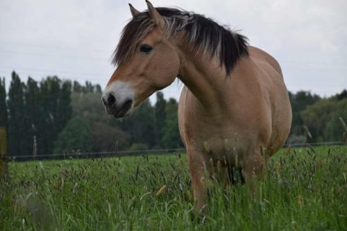 Bed & Breakfast Ferme De La Forterie