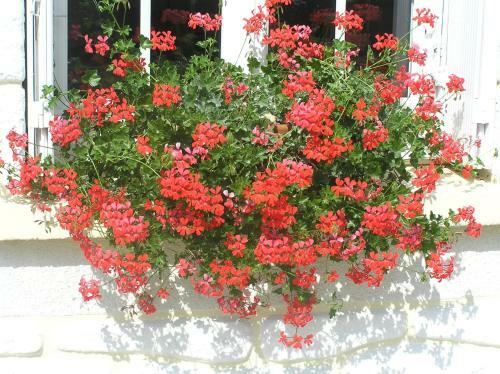 Bed & Breakfast Le Renard Chambres D'hotes