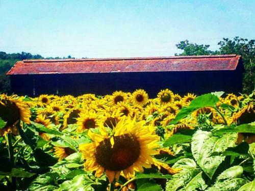 Villa Vianne B&B