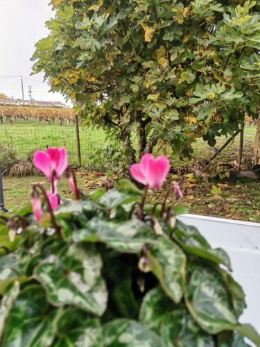 G�te Peyroutas "suzon"