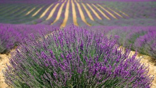 Domaine De Saint Pons