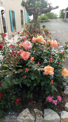 Bed & Breakfast La Vigneronne