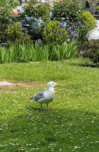 Apartamento Le Go�land