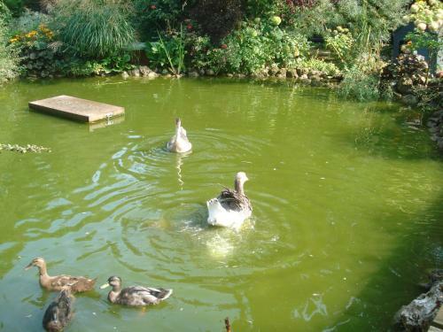 Bed & Breakfast La Haie � Cerf