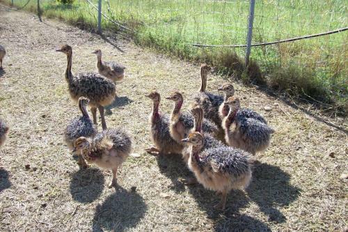 Agroturismo Les Roulottes De La Ferme De L'autruche Dromoise