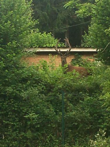 Chalet Du Champs Des Semeaux