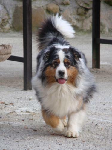 Les Patins � Roulottes