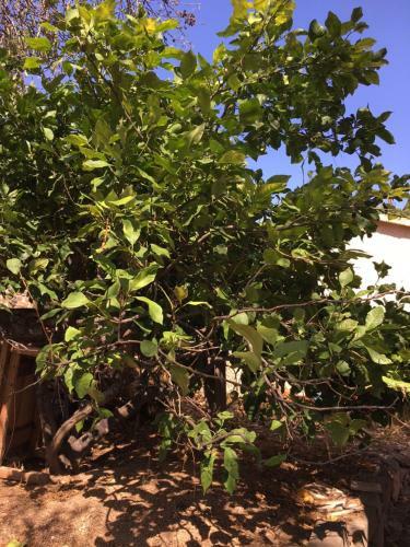 Bed & Breakfast Caseddu Di Chjarastella