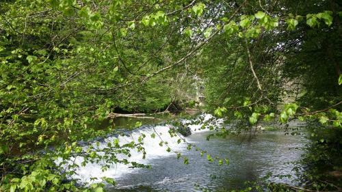 Les Foug�res Du Lac